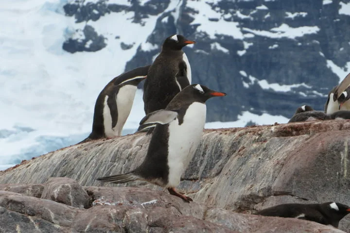 Climate change enables Gentoo Penguins to expand their habitat in  the Antarctica