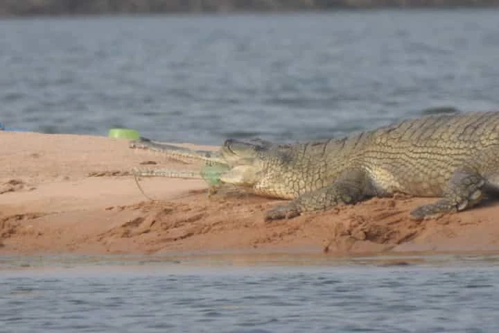 Gharial entangled in fishing net rescued by Odisha’s Nandankanan Zoo after many attempts