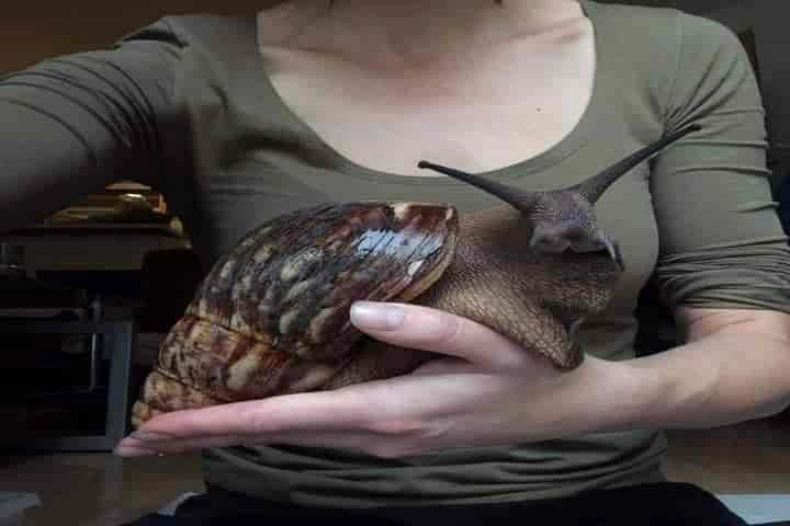 Florida invaded by deadly giant African snails that can cause meningitis