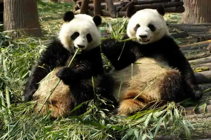 To change from carnivorous bears to bamboo eating creatures, giant pandas had to sacrifice their thumb!