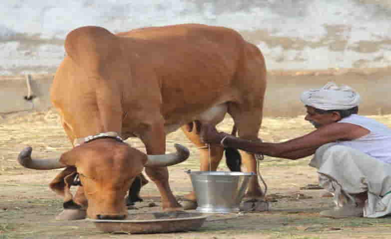 Desi cow breeds to be protected by Tirumala Tirupati Devasthanams