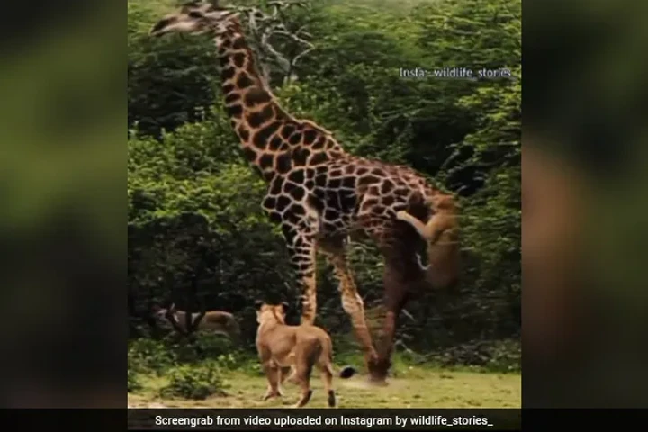 Video: Brave giraffe fights with pack of lions