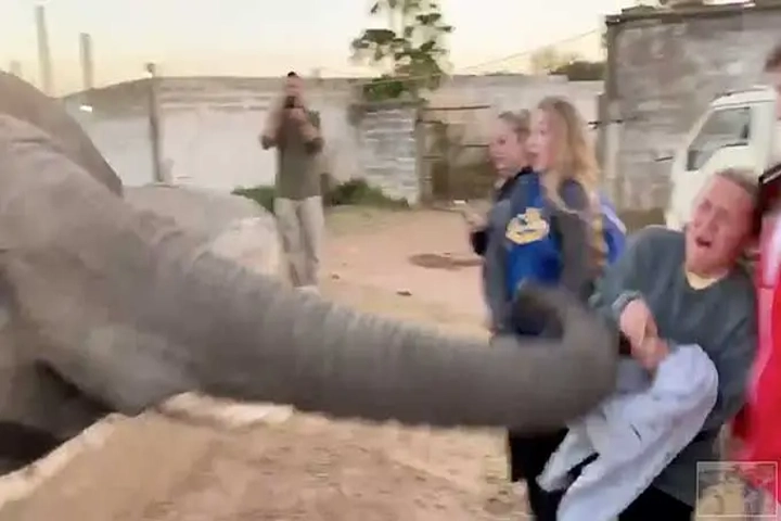 Viral video: Friendly elephant suddenly flies into fit of rage and attacks girl
