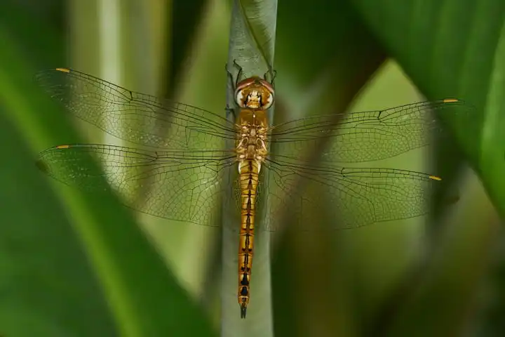 Dragonflies fly from India to Africa, “fuelled” by body fat and favourable winds
