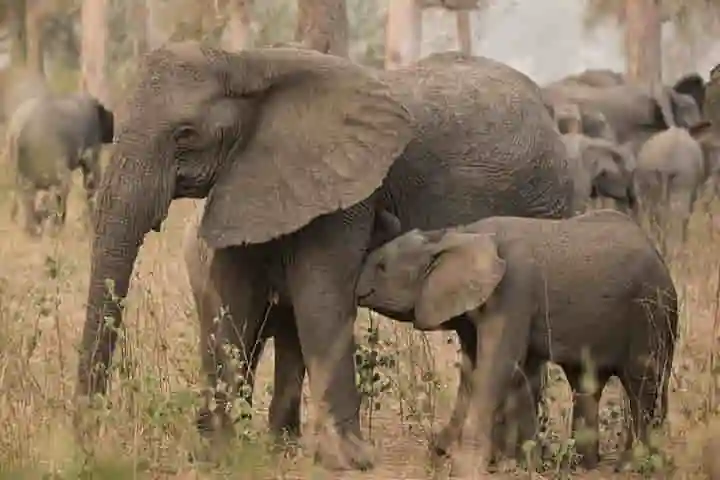 In Africa many elephants are now born without tusks in nature’s revolt against poaching