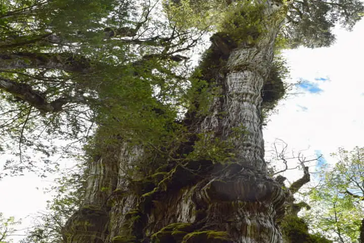 “Gran Abuelo” – world’s oldest tree in Chile needs protection!