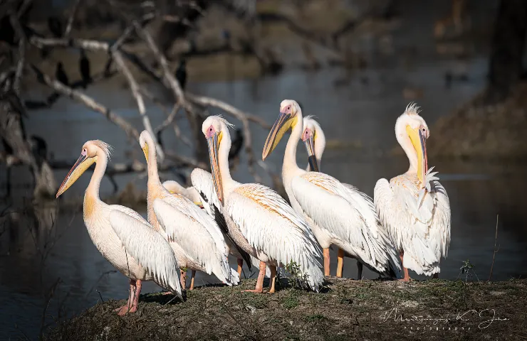 Graceful Pelicans return to India’s Bharatpur bird sanctuary after three years