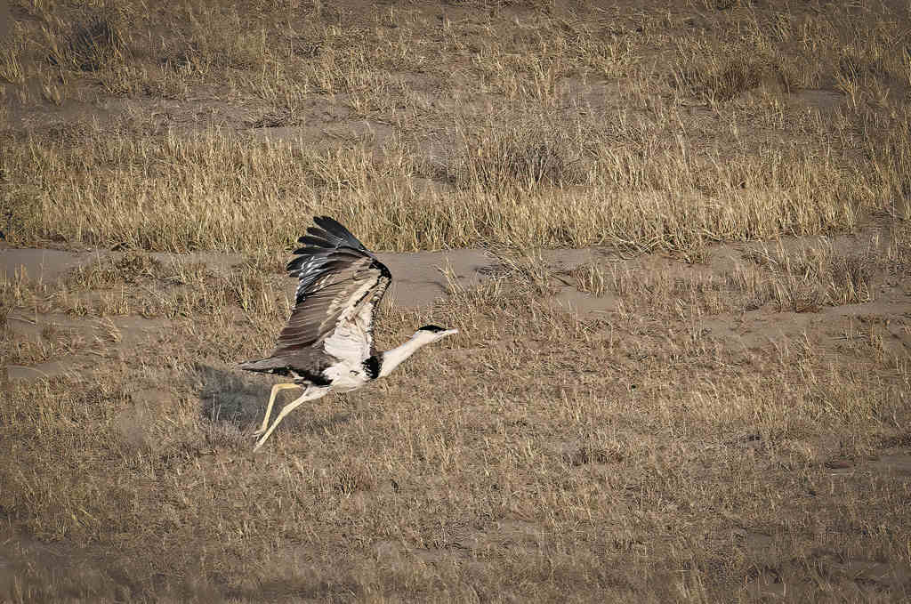 Supreme Court comes to the rescue of the majestic Great Indian Bustard