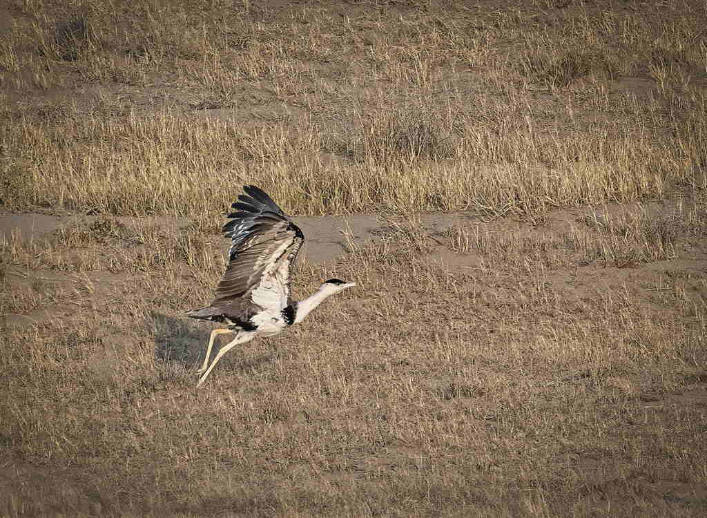 Great Indian Bustard: Hunted for its name in Pakistan