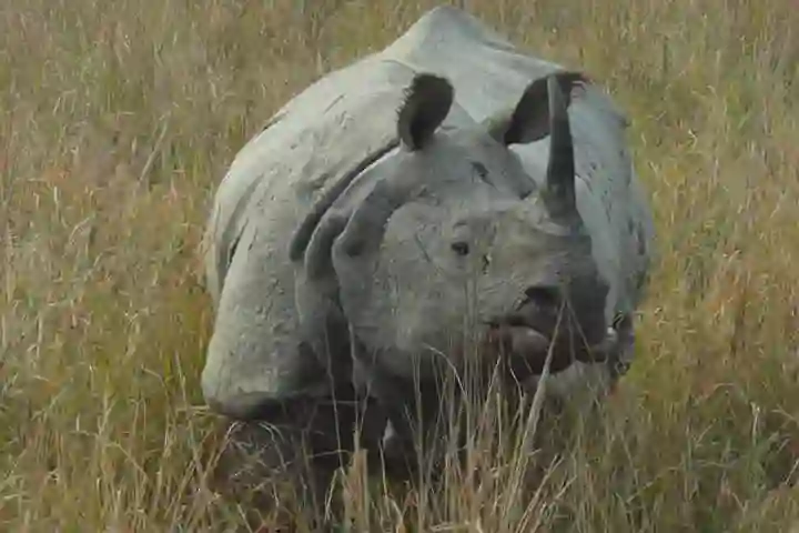Study of rhinoceros genetics will help boost their dwindling population