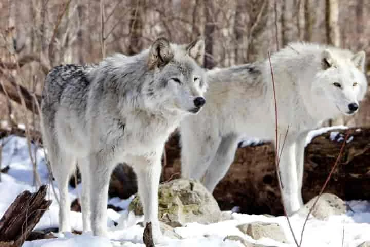 New study suggests stark similarity between dogs and ancient Asian wolves