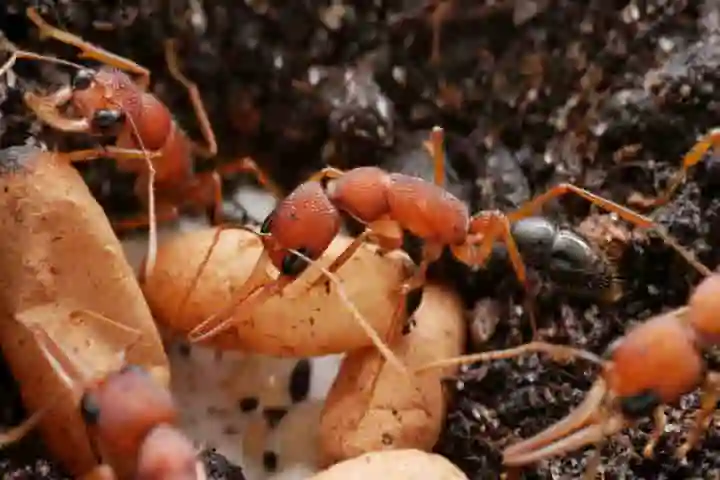 Only one protein separates the Queen Ant from the rest