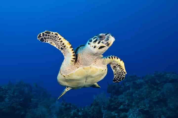 Do sea turtles navigate for hundreds of kilometres by sensing the planet’s magnetic field?