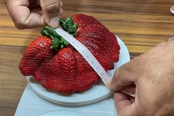 Israeli farmer grows world’s heaviest strawberry