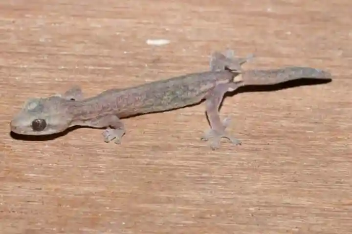 Goa scientists discover a new species of geckos