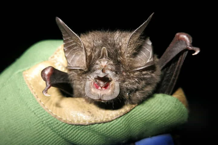 After 40 years, critically endangered bat species with a comical face sited in Rwanda rainforest!