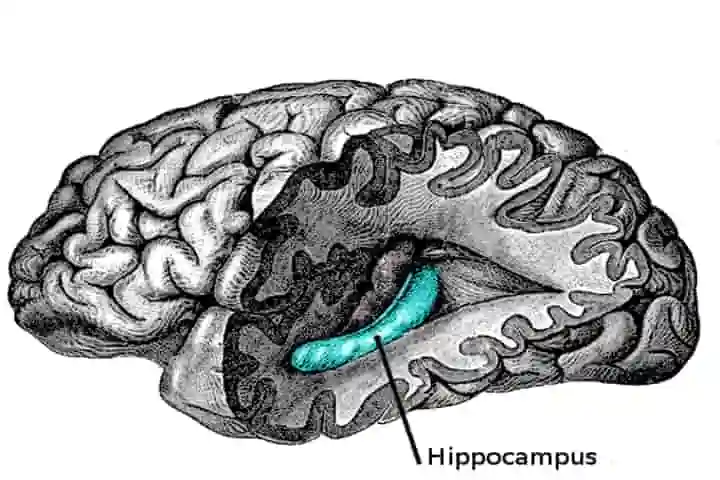 Research identifies hippocampus as brain’s storyteller