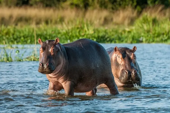 Aggressive hippos far more tolerant to neighbours they know than strangers, reveals a new study
