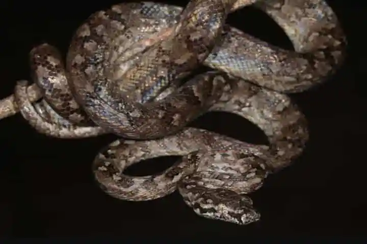 Hidden For 133 Years this wide-eyed Boa Finally comes under the Human Scanner