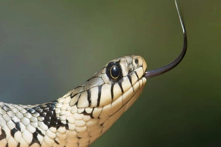 Beware of the snake's hiss, the reptile means business - Indianarrative