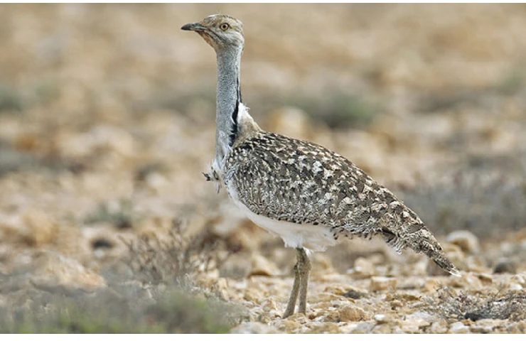 Pakistan issues permits for houbara bustard hunting to foreign dignitaries