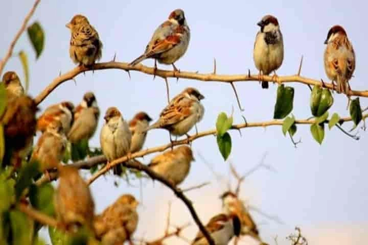 Special forest area created to conserve and revive sparrows – Delhi’s State bird