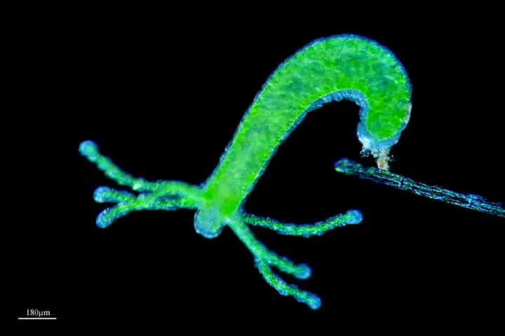 Research reveals secret of Hydra’s immortality