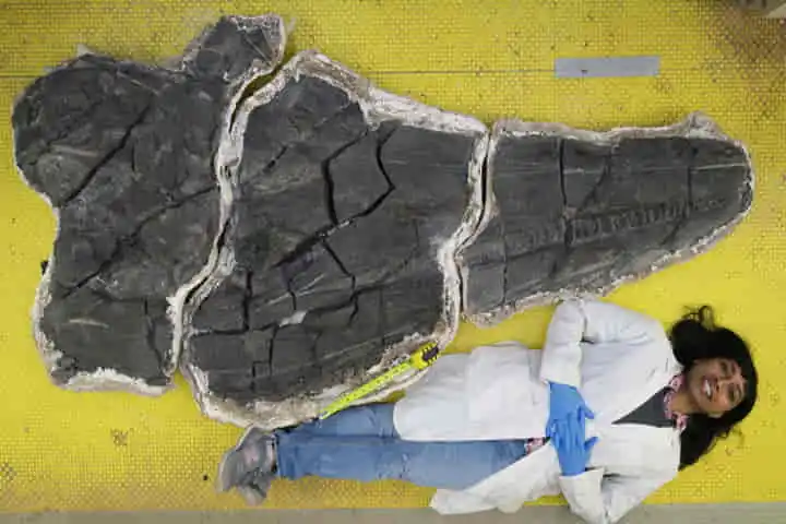 246 million years ago, giant reptiles with 8-foot-long skull dominated the Earth’s oceans