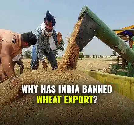 Amid Sudden Spike In Global Wheat Prices, India Bans Wheat Export To Curb Domestic Price Surge