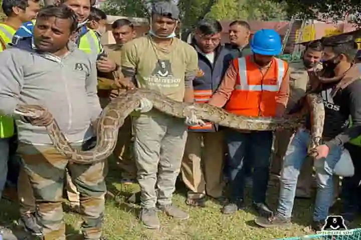 12-feet-long Indian python springs surprise at Delhi Jal Board plant