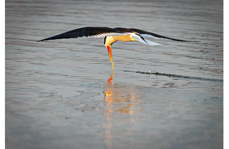 For the Indian Skimmer, the cursed Chambal is a boon