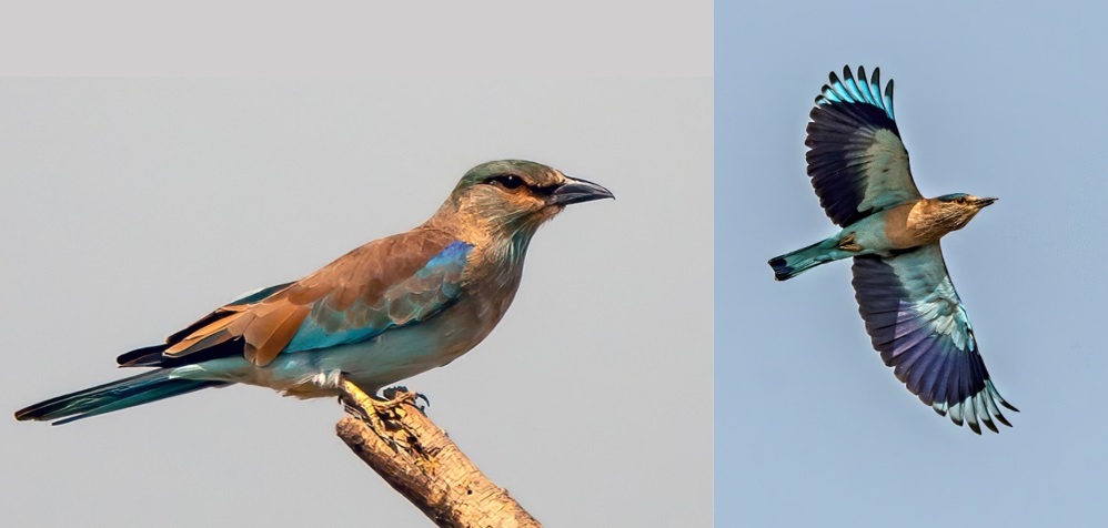 Indian roller: Farmers&amp;rsquo; friend and India&amp;#039;s auspicious bird