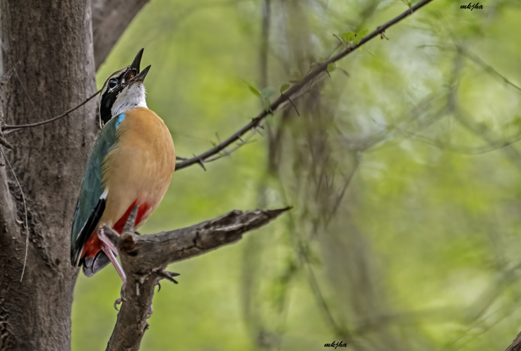 May your life be as colourful as the nine coloured Navrang – Indian Pitta