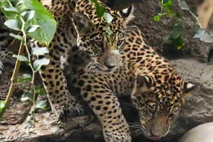 Study reveals a new facet of jaguars’ personality as they hunt and play together