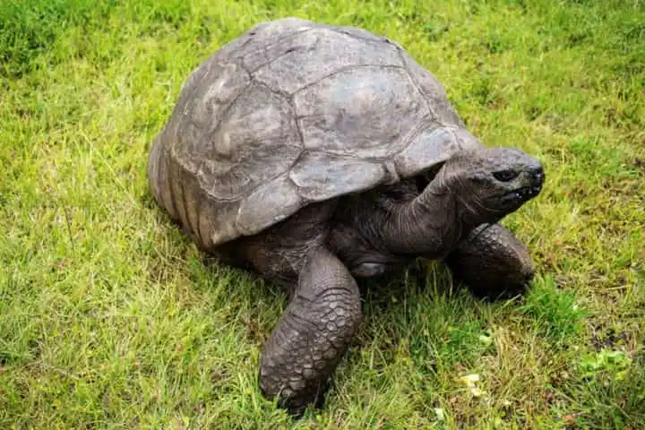 190 years old Jonathan continues to be the world’s oldest tortoise