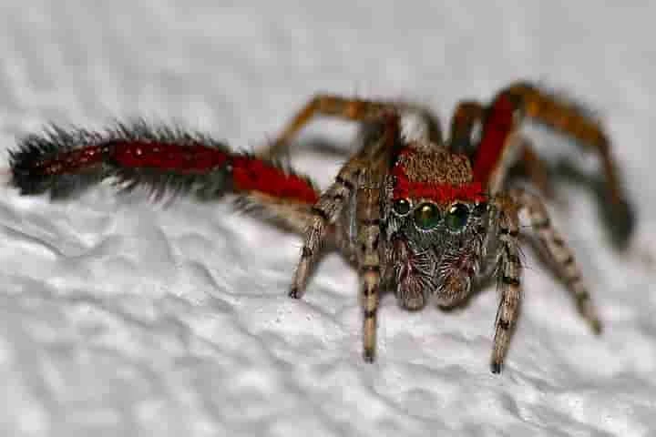 Multi-coloured jumping spiders are colour blind!