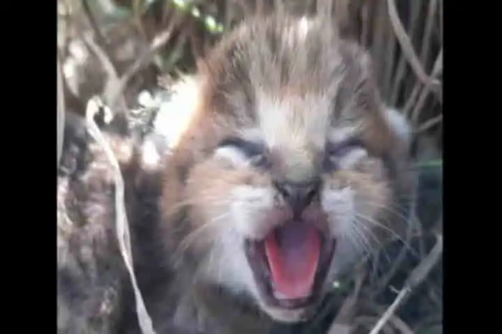 Villagers Reunite Jungle Cat Cubs With Their Mother