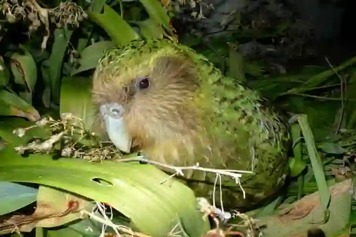 Kakapos – night birds that survived even after inbreeding
