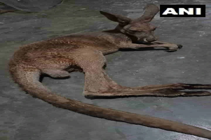 Rescue of 3 Kangaroos in West Bengal surprises forest officials