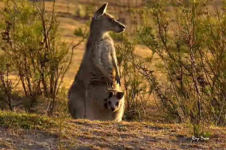 What makes a mother Kangaroo’s pouch warm and protective?