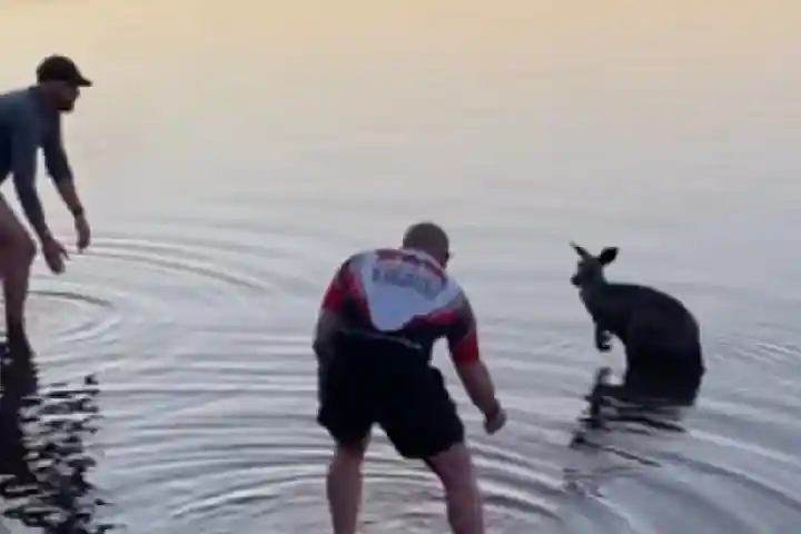 Kangaroo Rescued From Chilly Waters, Shakes Hand To Say Thankyou!