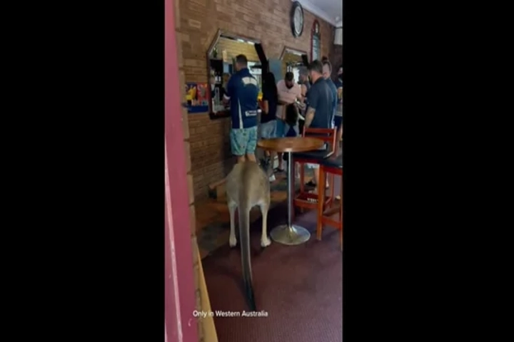 Watch: Kangaroo strolls into a beer bar!