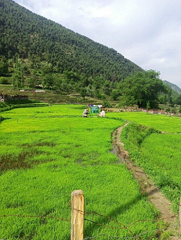 Basmati to saffron, cherry to strawberry – the story of peace and development in Kashmir