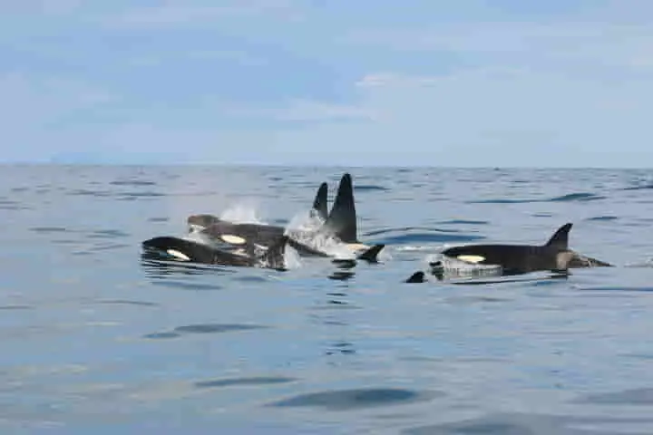 The strange case of Killer Whales Being Chased by Pilot Whales