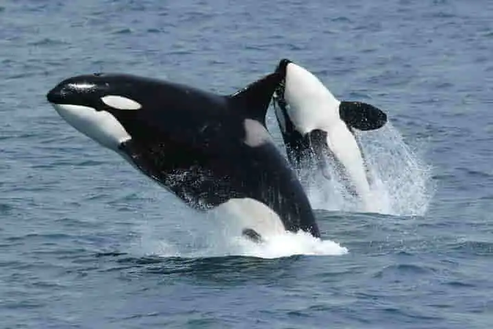 Killer whales can hunt for longer as Arctic ice melts