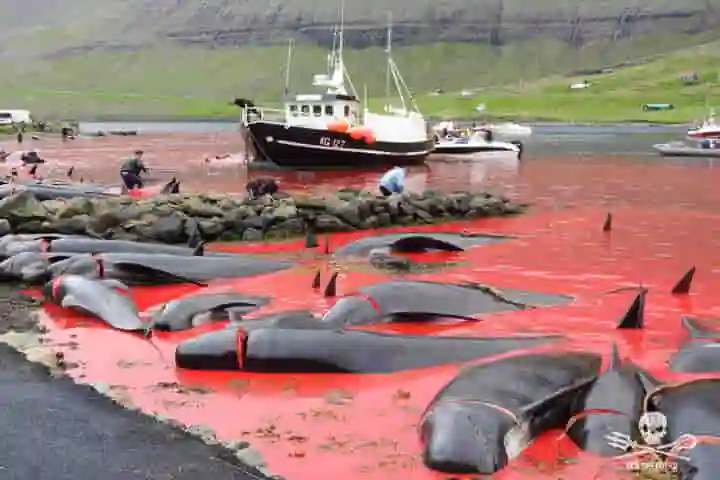 Over 1,400 dolphins slaughtered in Denmark in a gory hunt
