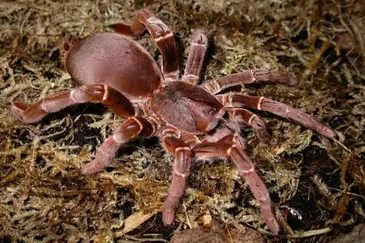 Scientists unravel mystery of why poison of King Baboon spider causes so much pain in humans