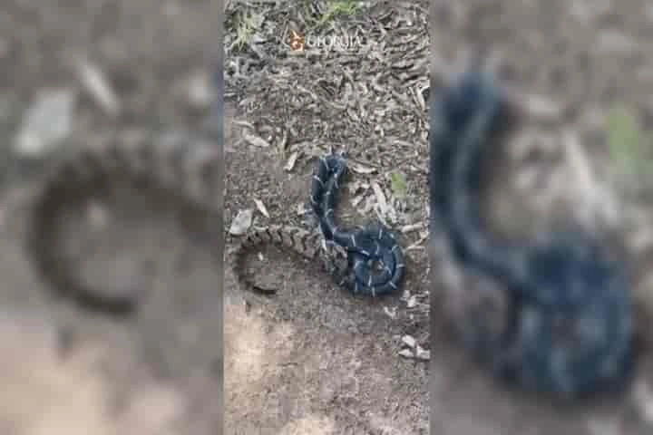 Amazing video shows a smaller kingsnake eating a venomous rattlesnake!