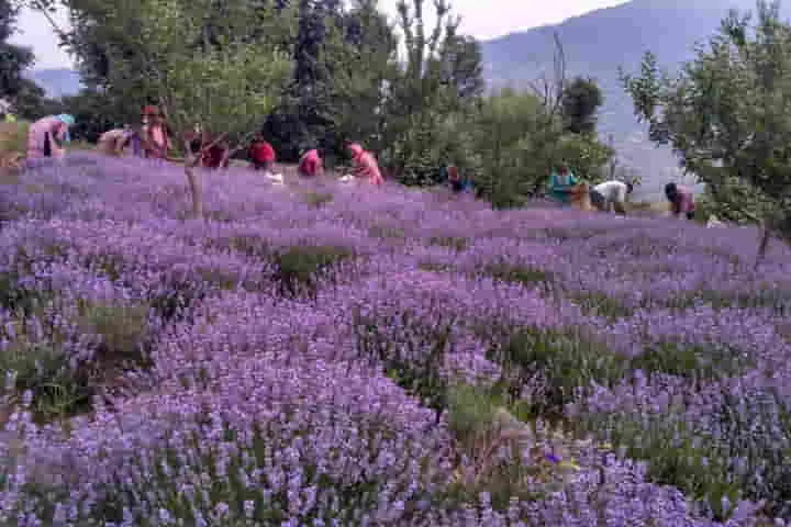 Purple revolution in Kashmir amid Lavender bloom