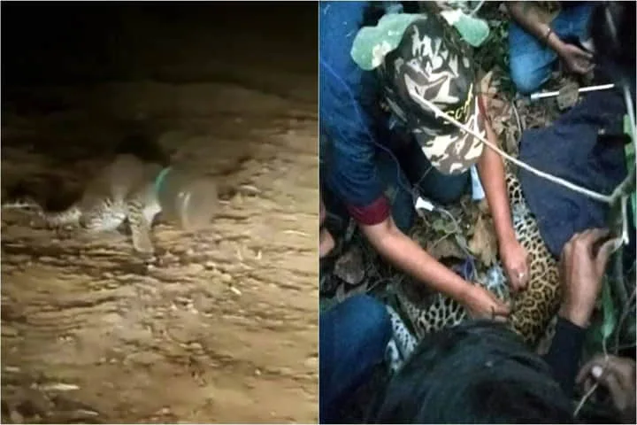 30 people in Maharashtra join hands to rescue leopard cub stuck in plastic container